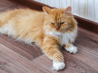 red fluffy cat lying on the floor