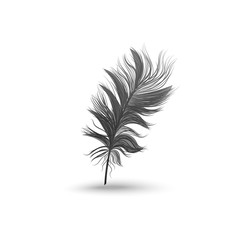 Single fluffy black feather falling or hovering upright realistic style