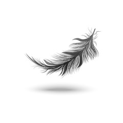 Black falling fluffy feather vector illustration isolated on white background.