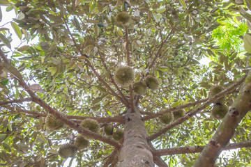 Durian in the Durian park on Sisaket ,Thai volcano Durian