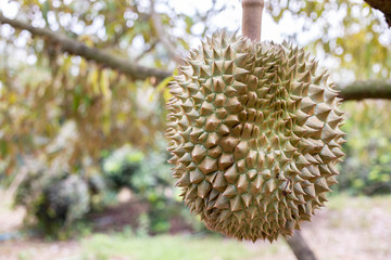 Naklejka na ściany i meble Durian in the Durian park on Sisaket ,Thai volcano Durian