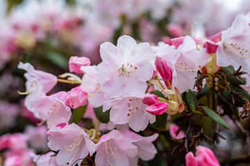 Pink Spring Cherry Blossom