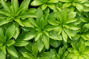 Green Plant Foliage
