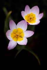 Purple and yellow flower