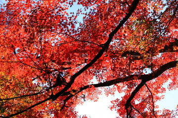 Looking up in the autumn forest