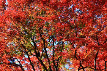 Looking up in the autumn forest