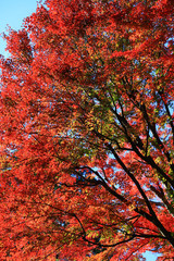 Looking up in the autumn forest