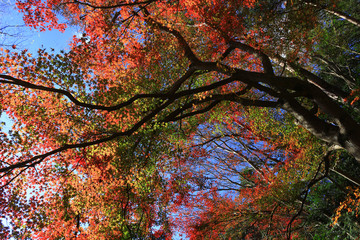 Looking up in the autumn forest