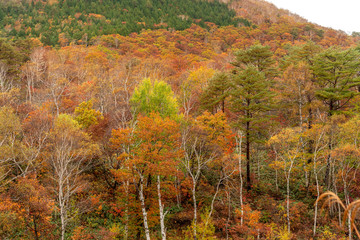 Fototapeta premium Mt.Shiga mountain area in beautiful autumn season at Nagano, Japan.