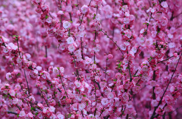 Fototapeta premium Peach blossom in the garden