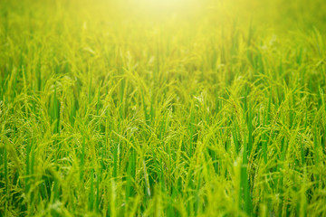 Green rice field background.