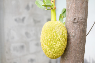 Young jackfruit growing on the tree tropical