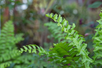 The growth of ferns on the forest floor of the green forest