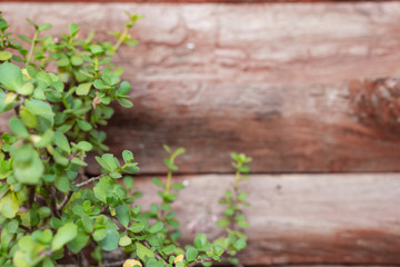 Wooden wall background with leaves.