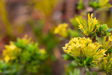 Beautiful leaf background.