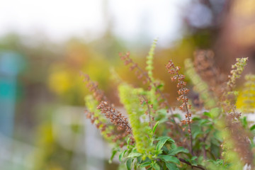 Beautiful leaf background.