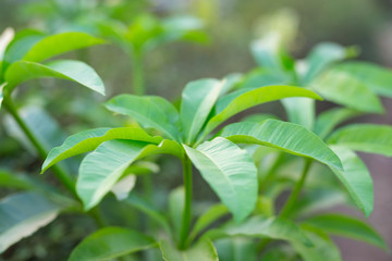 Beautiful leaf background.