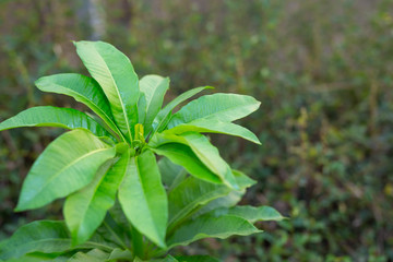 Beautiful leaf background.