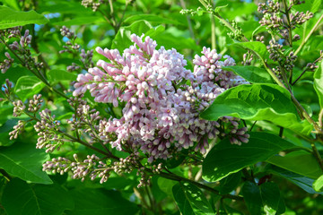 branch of lilac