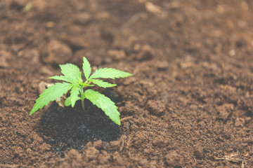 The farmer's hand carries the fertile soil to his marijuana tree.