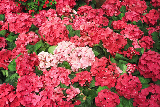 Colorful nature pink and red hydrangea flowers field blooming  in garden