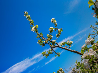 Branch of a blossoming apple-tree