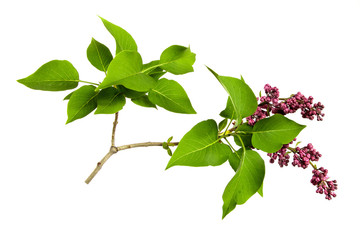 branch of lilac bush with violet flowers and green leaves on an isolated white background