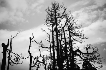 silhouette of dead trees in black and white