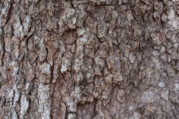 Old wood background.