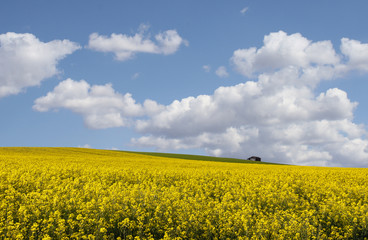 Obraz premium Colza. Field. Hills. Yellow. Blue Sky