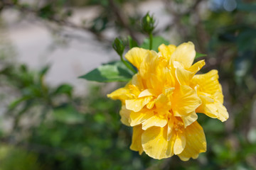 Yellow flowers from the beginning