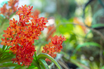 Flowers on the orange side of the tree