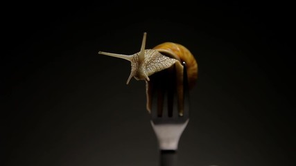 A live snail on a dinner fork. A bite of French food fancy dish escargot