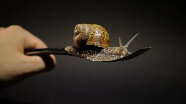 Live snail on the fork. Raw yet. Not ready to eat.