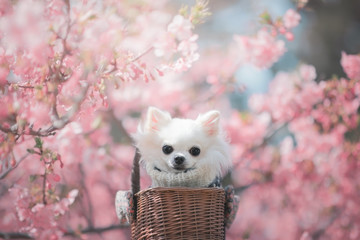 河津桜とチワワ