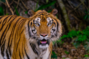 Fototapeta na wymiar Tiger portrait of a bengal tiger in Thailand