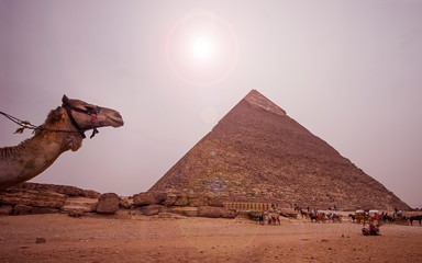 A camel head looking in to camera with the pyramid of giza in the background