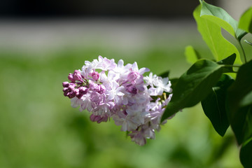 Beautiful blooming lilac on a bush on a bright spring day