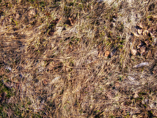 natural plant texture from dry gray grass in a field