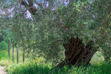 Olivo