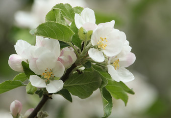Obraz premium The blossom of a beautiful Apple tree (Malus) growing in the countryside in the UK. 