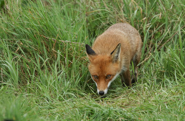 A magnificent wild Red Fox (Vulpes vulpes) hunting for food to eat in the long grass.	