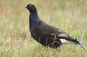 A stunning rare male Black Grouse, Tetrao tetrix, feeding in the moors of Durham, UK, on a rainy day.	