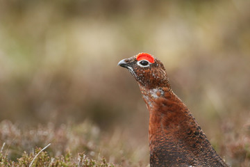 A head shot of a beautiful Red Grouse, Lagopus lagopus in moorland in the UK.