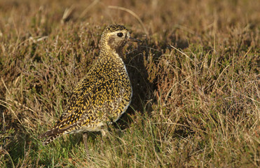 A stunning Golden Plover, Pluvialis apricaria, standing in the heather in the moors of Durham, UK.	
