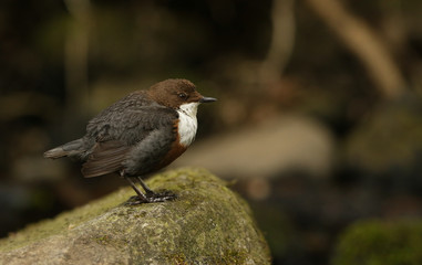 A beautiful Dipper (Cinclus cinclus) standing on a rock in the middle of a river.	