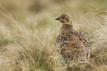 A beautiful rare female Black Grouse, Tetrao tetrix, standing in the moors on a dark day.