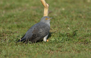 A stunning Cuckoo (Cuculus canorus) searching on the ground in a meadow for food.	