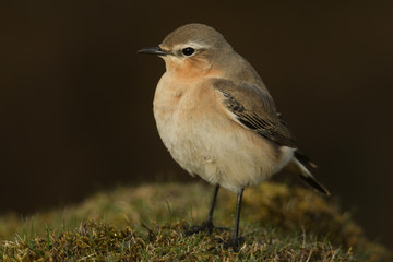 A stunning female Wheatear, Oenanthe oenanthe, hunting for insects to eat in the moorlands of Durham, UK.	