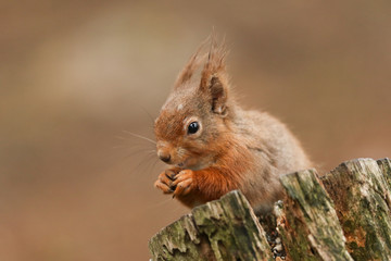 	 A stunning Red Squirrel, Sciurus vulgaris, sitting on a tree stump eating a nut.	